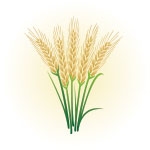 logo.jpg